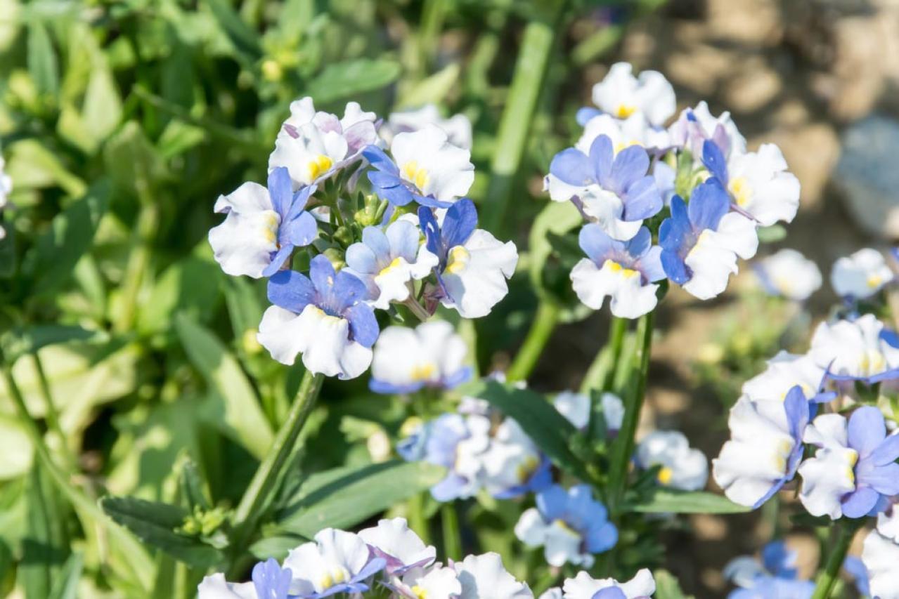 寒さに強い「青い花」10選で、冬のガーデニングをもっと楽しむ。初心者向け・植えっぱなしも！（画像9）