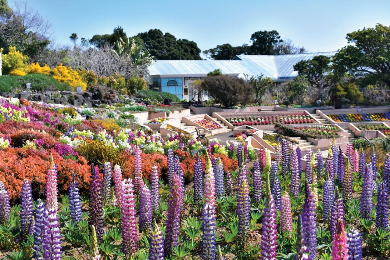 2月から見頃がスタート！ 5月下旬まで花が次々と咲く【伊豆の花の絶景】2選（画像4）