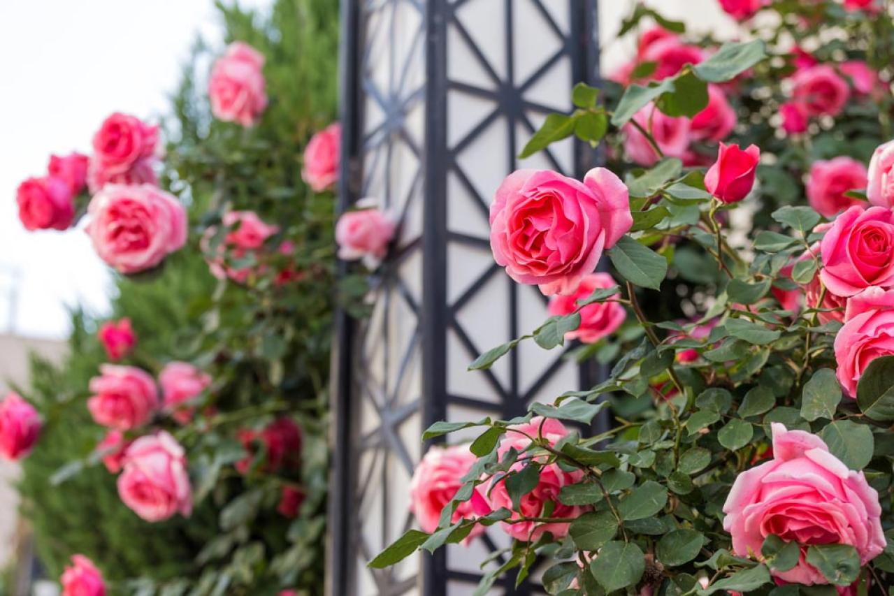 つるバラ剪定と誘引のコツ！バレンタインデーまでに済ませたい基本手順【ガーデニング】（画像2）