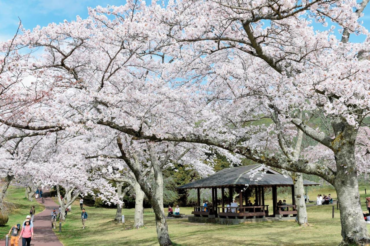 2月から見頃がスタート！ 5月下旬まで花が次々と咲く【伊豆の花の絶景】2選（画像2）