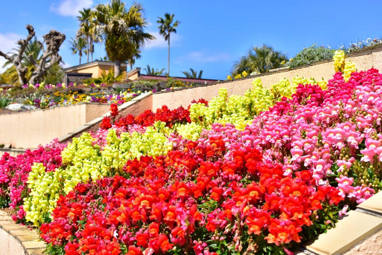 2月から見頃がスタート！ 5月下旬まで花が次々と咲く【伊豆の花の絶景】2選（画像5）