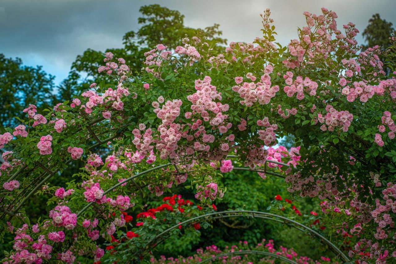 つるバラ剪定と誘引のコツ！バレンタインデーまでに済ませたい基本手順【ガーデニング】（画像4）