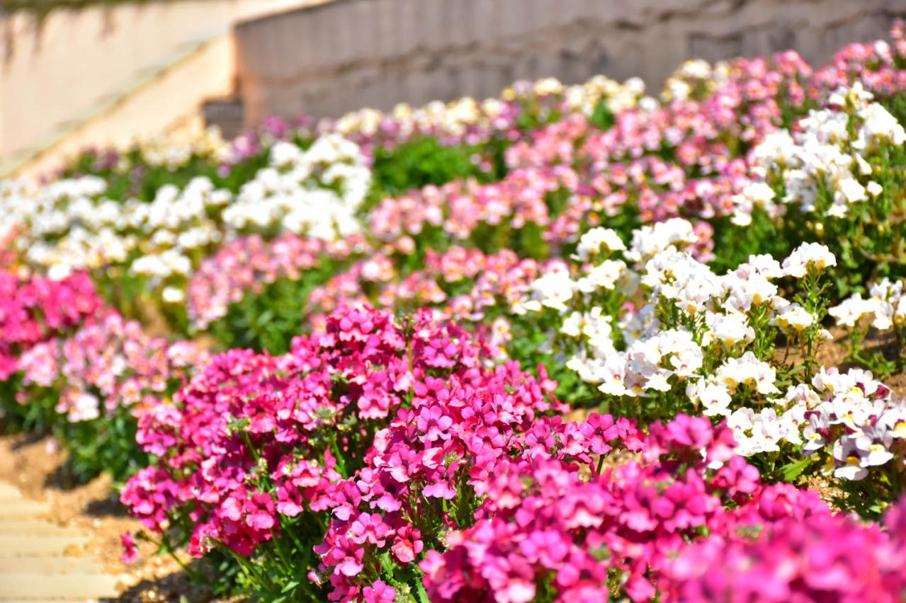 2月から見頃がスタート！ 5月下旬まで花が次々と咲く【伊豆の花の絶景】2選（画像7）