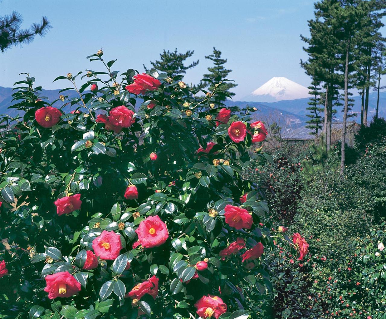 椿、桃、つつじの花が2〜4月に鮮やかに咲き誇る【伊豆の花の絶景】2選（画像2）