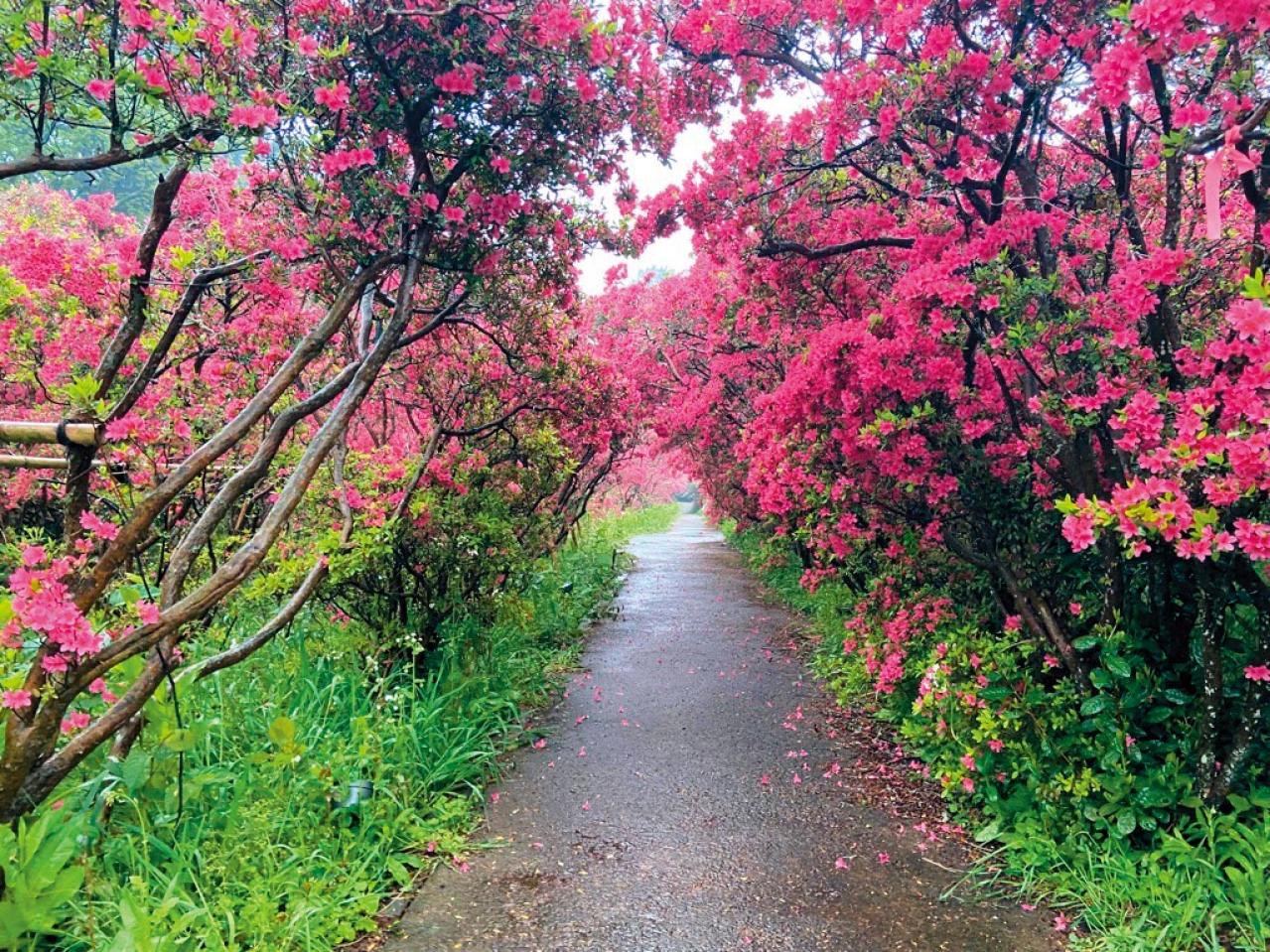 椿、桃、つつじの花が2〜4月に鮮やかに咲き誇る【伊豆の花の絶景】2選（画像3）