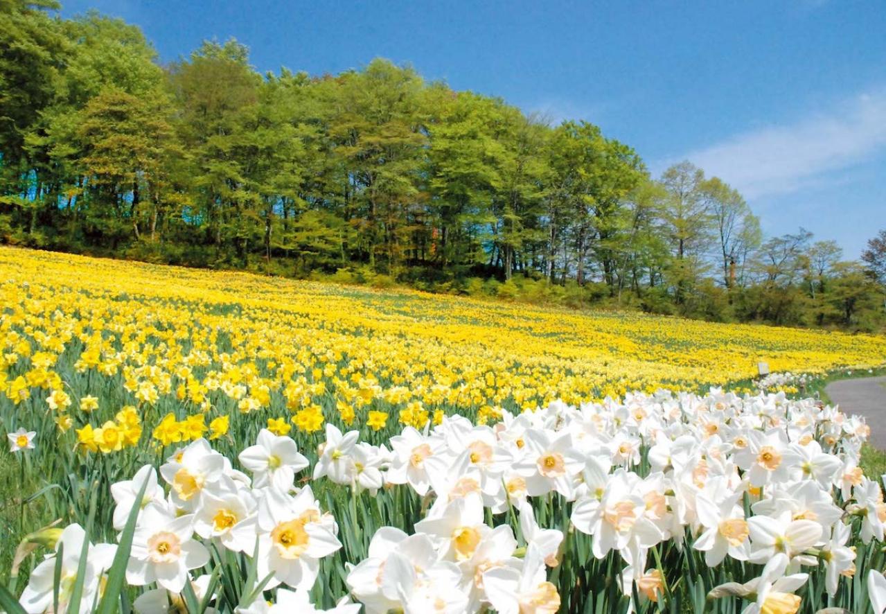 4〜5月が花の見頃！ 展望台からの景色も楽しい【高原の花の絶景】2選（画像4）