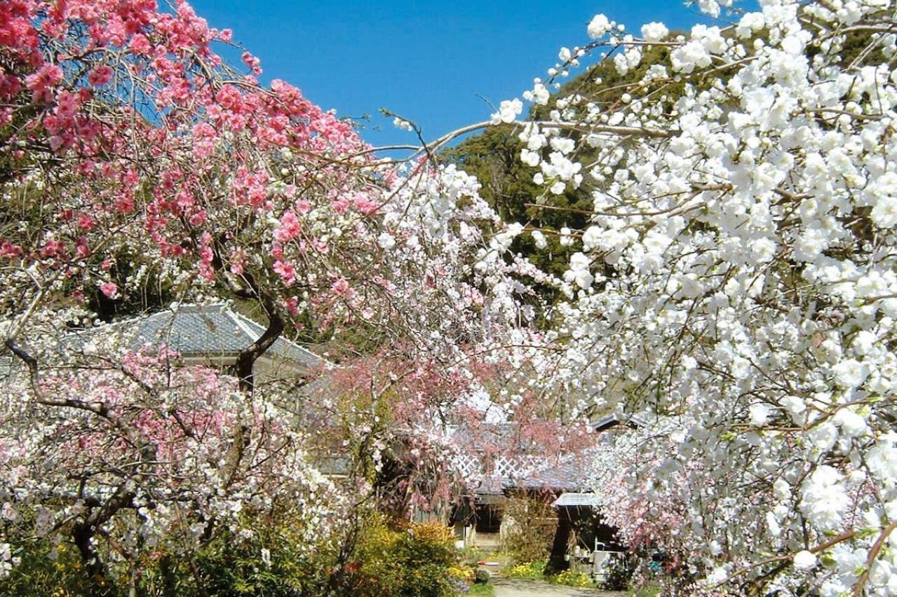 椿、桃、つつじの花が2〜4月に鮮やかに咲き誇る【伊豆の花の絶景】2選