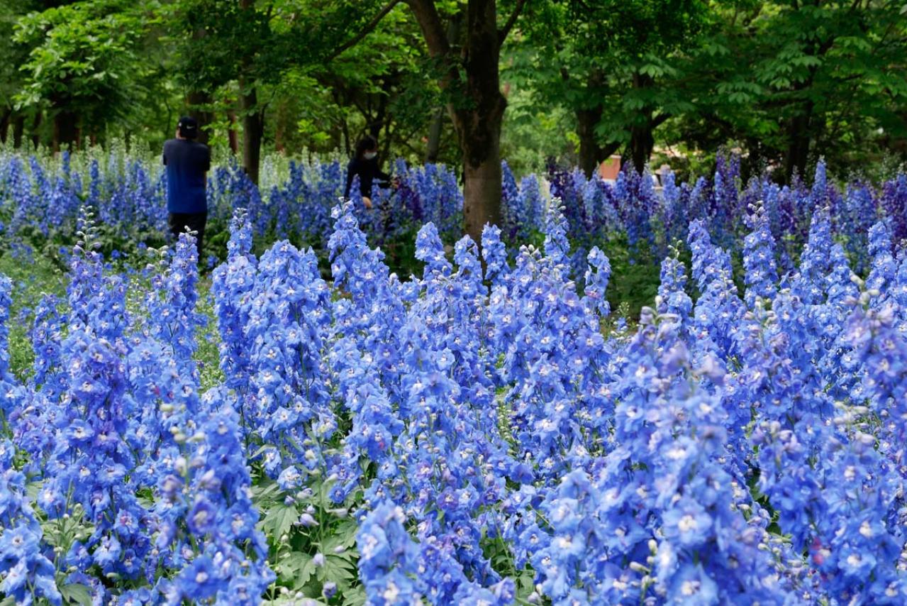 花好き必見！ 東京ドーム65個分の広さ【国営武蔵丘陵森林公園】の2〜5月のフラワーリレー（画像6）