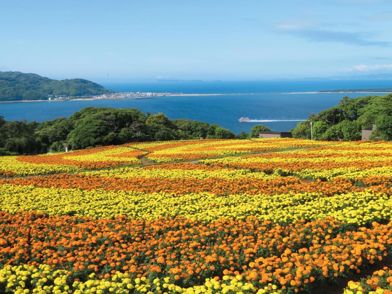 海と春から夏まで咲き誇る花々のコラボが楽しい【海辺の花の絶景】2選（画像4）