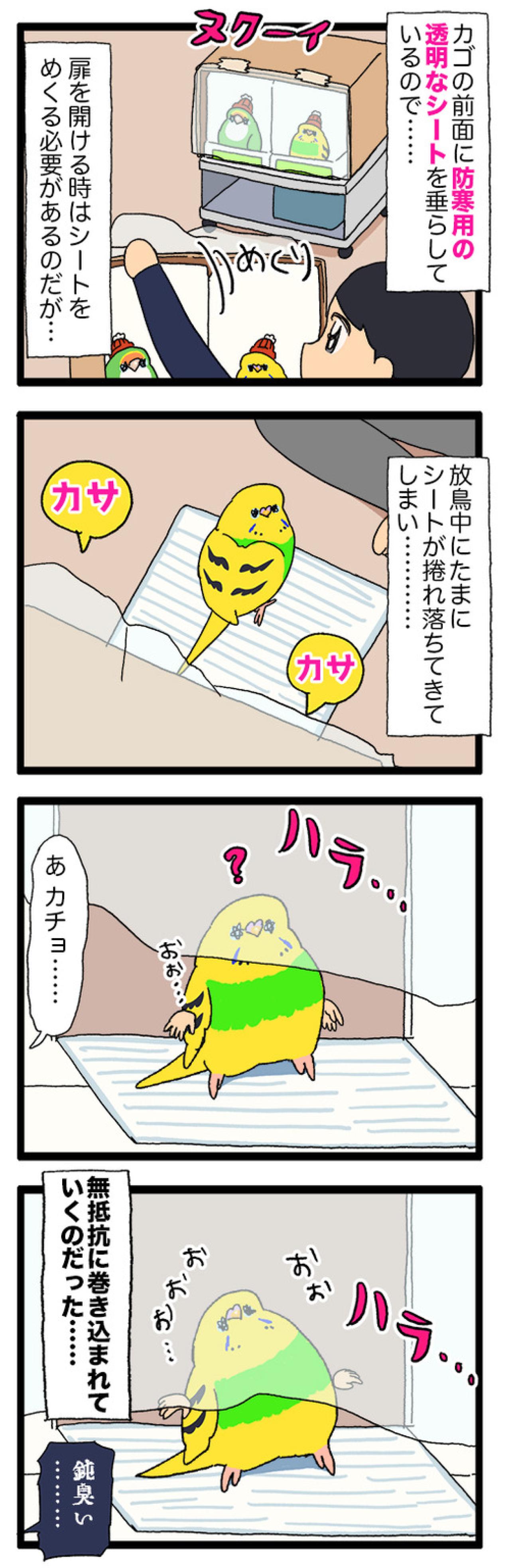 かわいいインコのおしり！もふもふありがとう【鳥マンガ#205】（画像4）