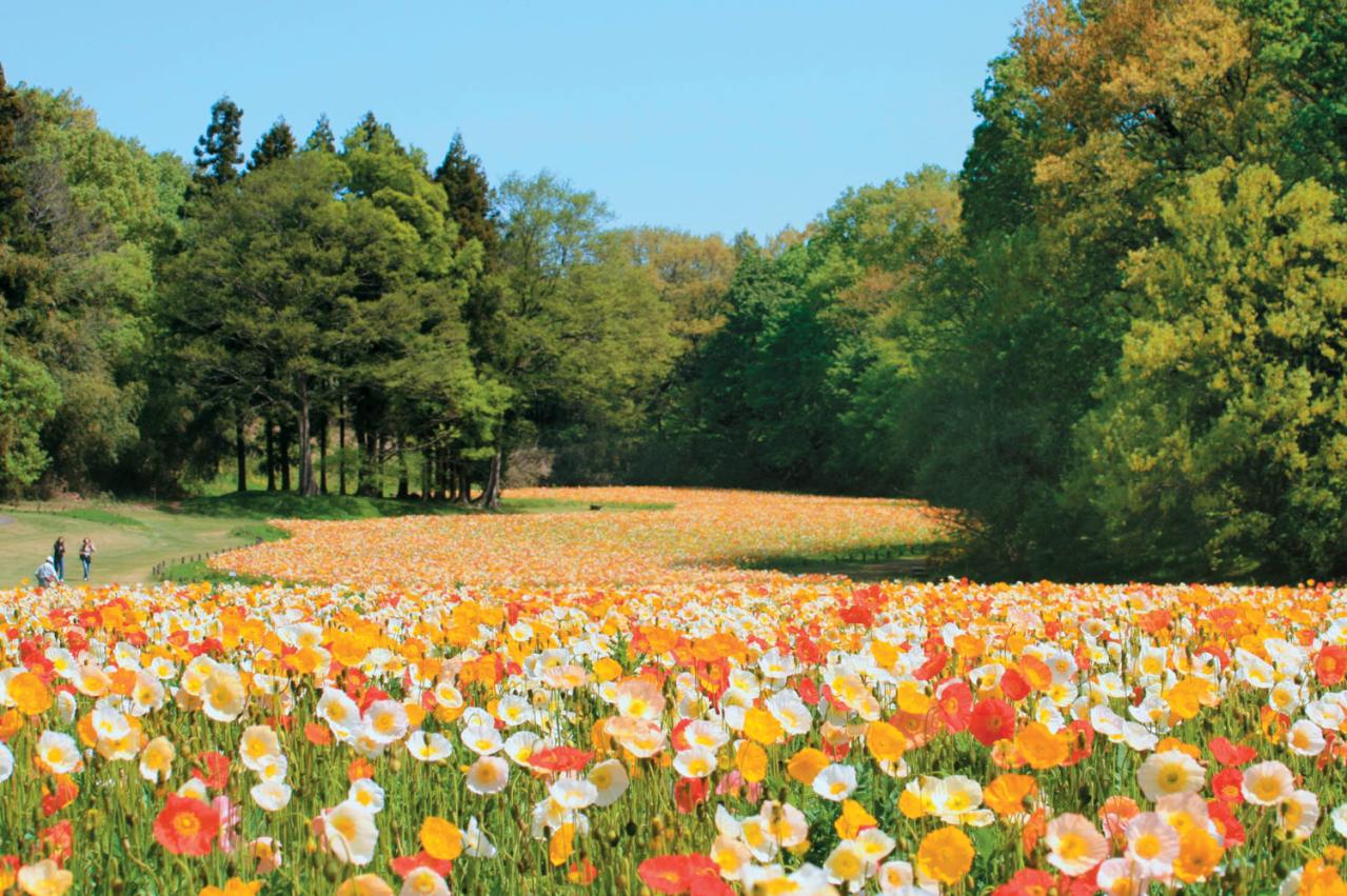 花好き必見！ 東京ドーム65個分の広さ【国営武蔵丘陵森林公園】の2〜5月のフラワーリレー（画像3）