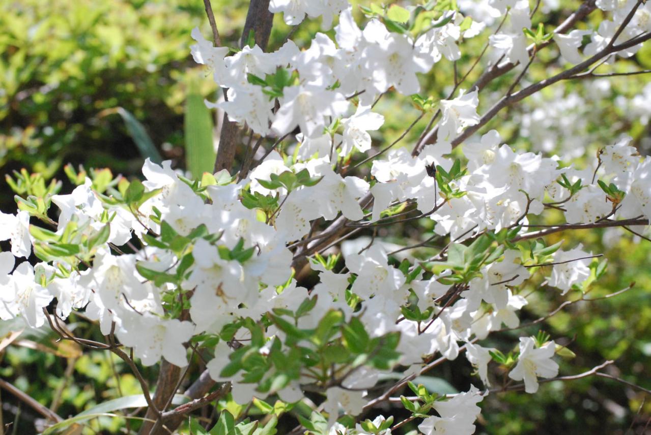 4〜5月が花の見頃！ 展望台からの景色も楽しい【高原の花の絶景】2選（画像5）