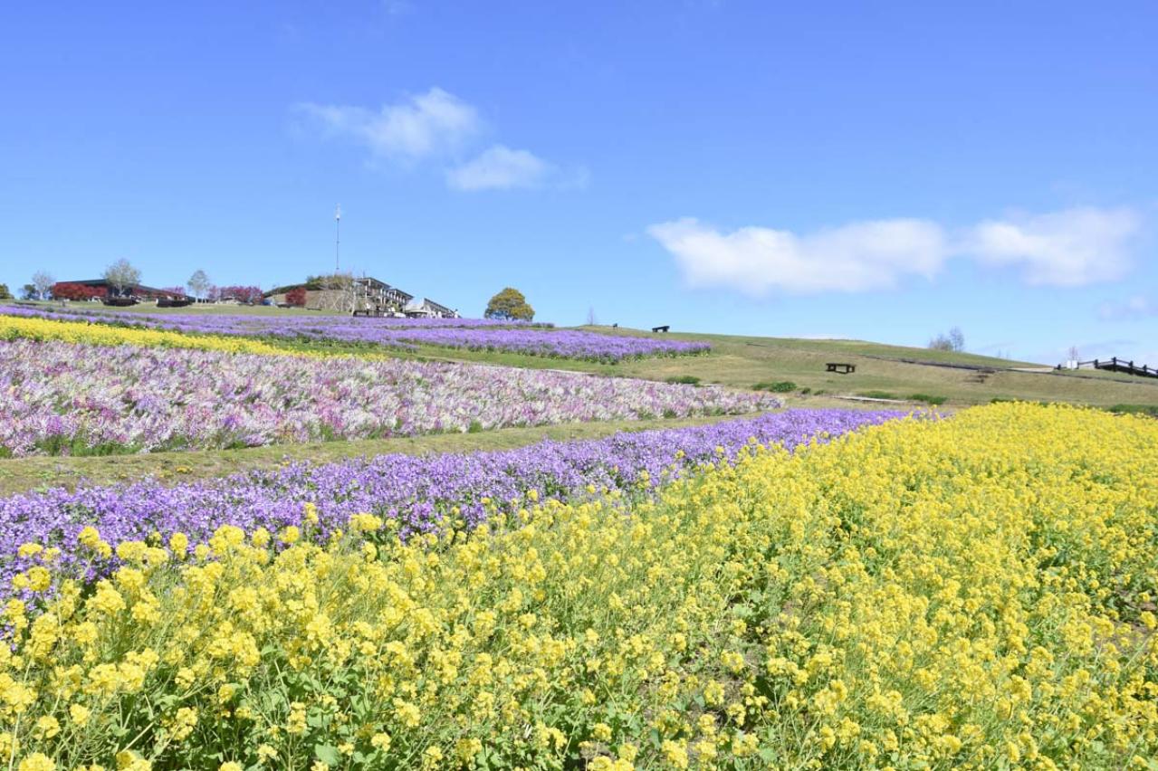 4〜5月が花の見頃！ 展望台からの景色も楽しい【高原の花の絶景】2選（画像3）