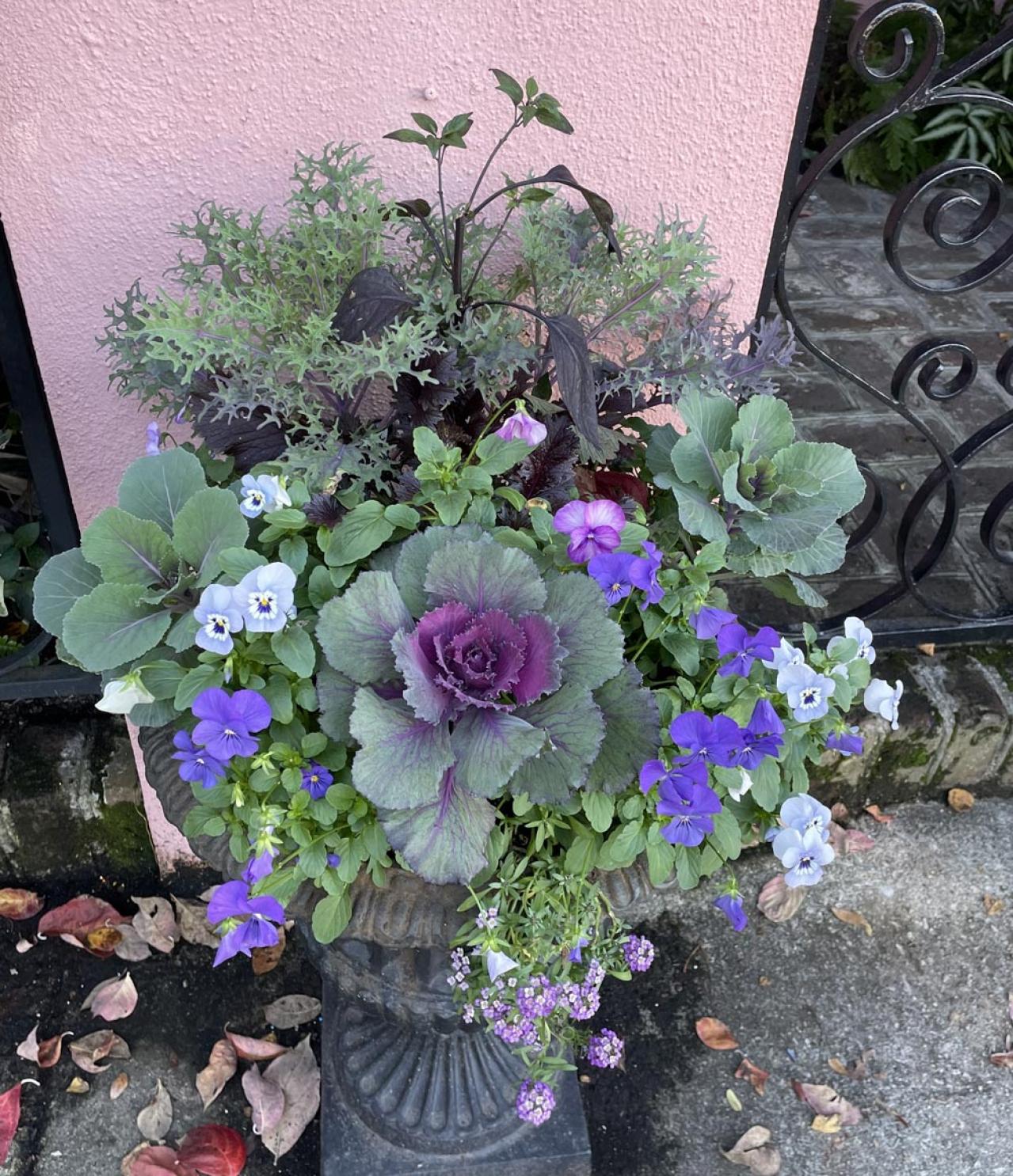 寒さに強い草花［5選］で作る冬の寄せ植え！初心者でも簡単、見栄えの秘訣とは【ガーデニング】（画像8）