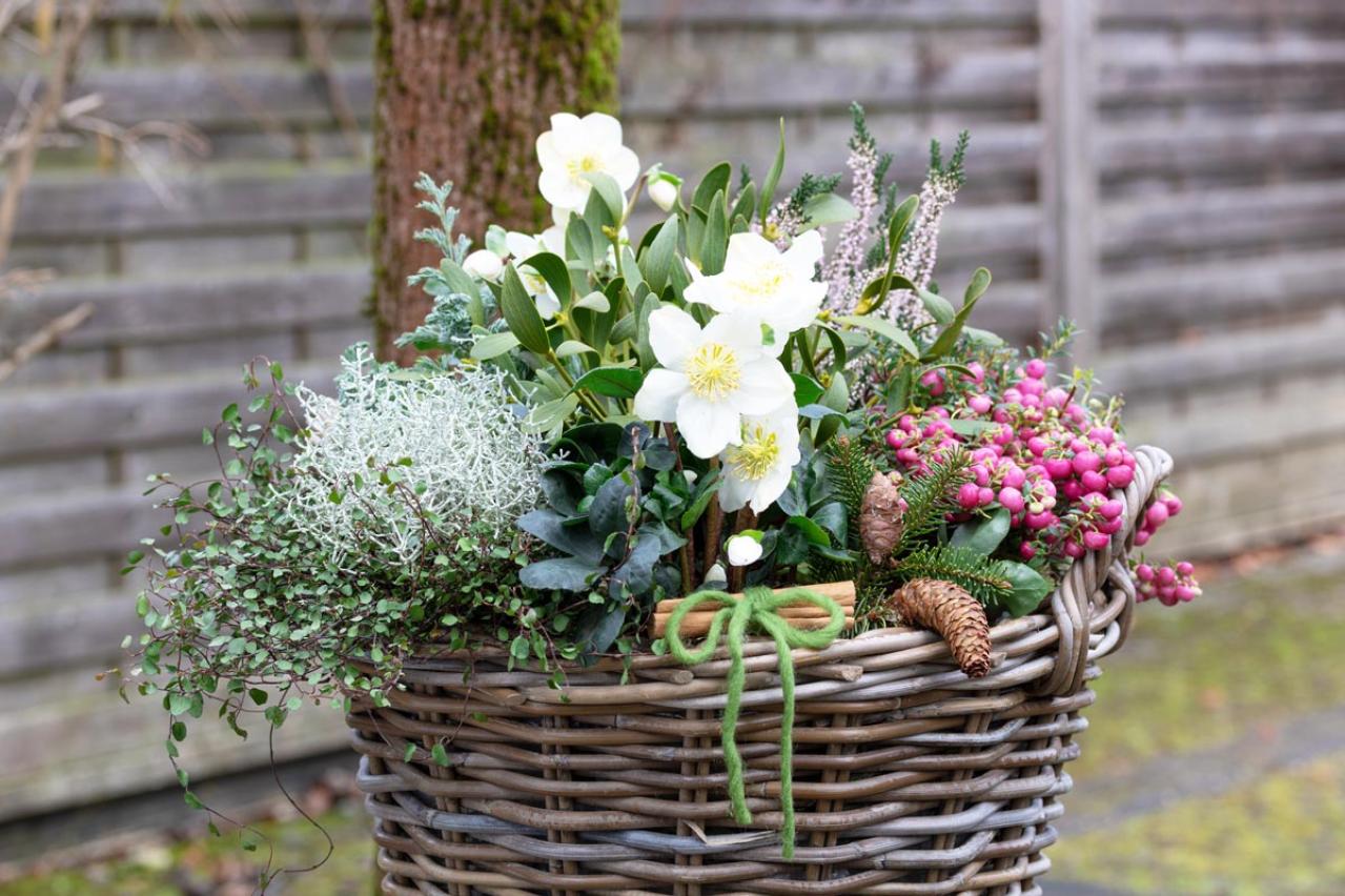 寒さに強い草花［5選］で作る冬の寄せ植え！初心者でも簡単、見栄えの秘訣とは【ガーデニング】（画像10）
