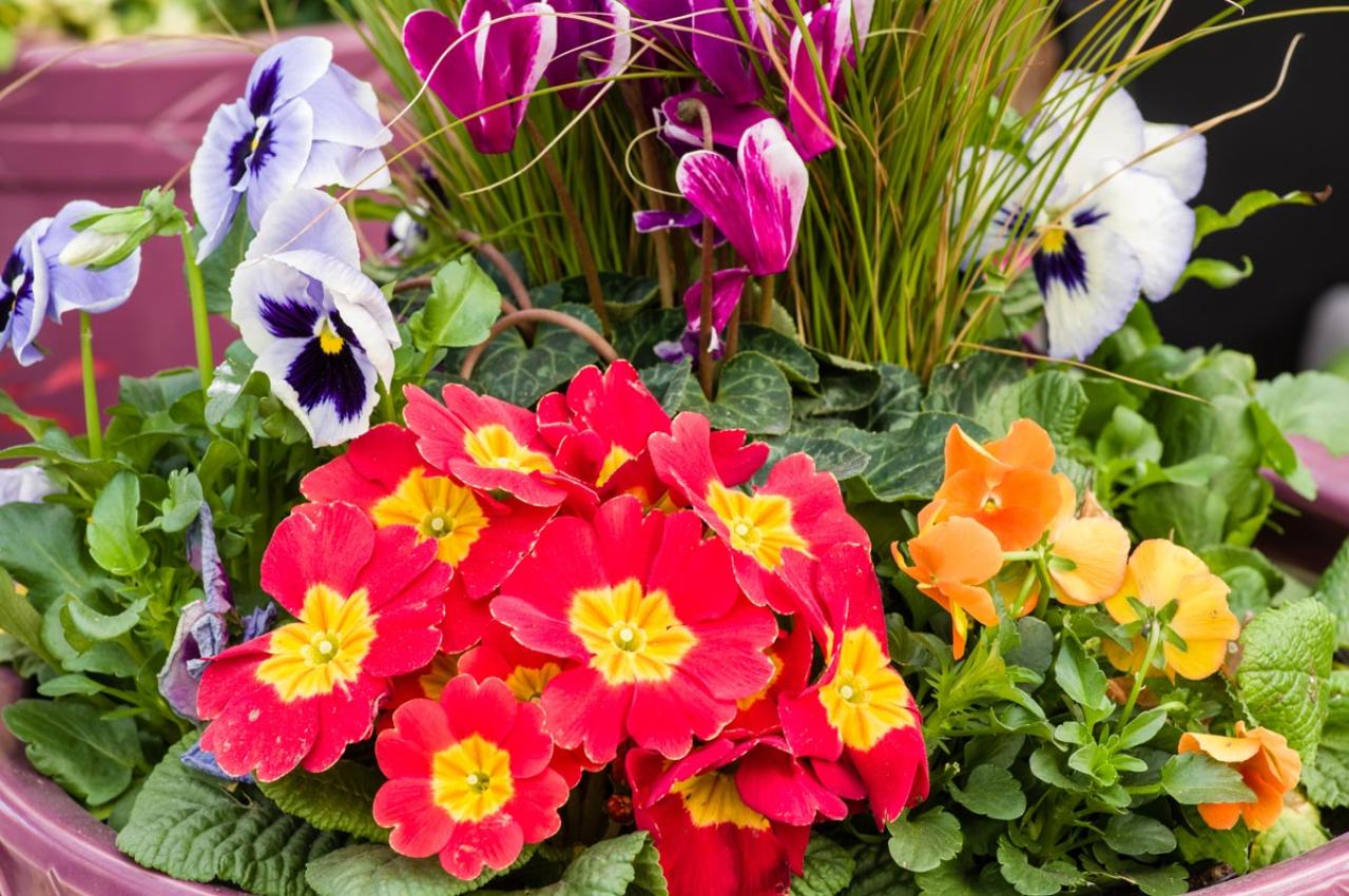 寒さに強い草花［5選］で作る冬の寄せ植え！初心者でも簡単、見栄えの秘訣とは【ガーデニング】（画像6）