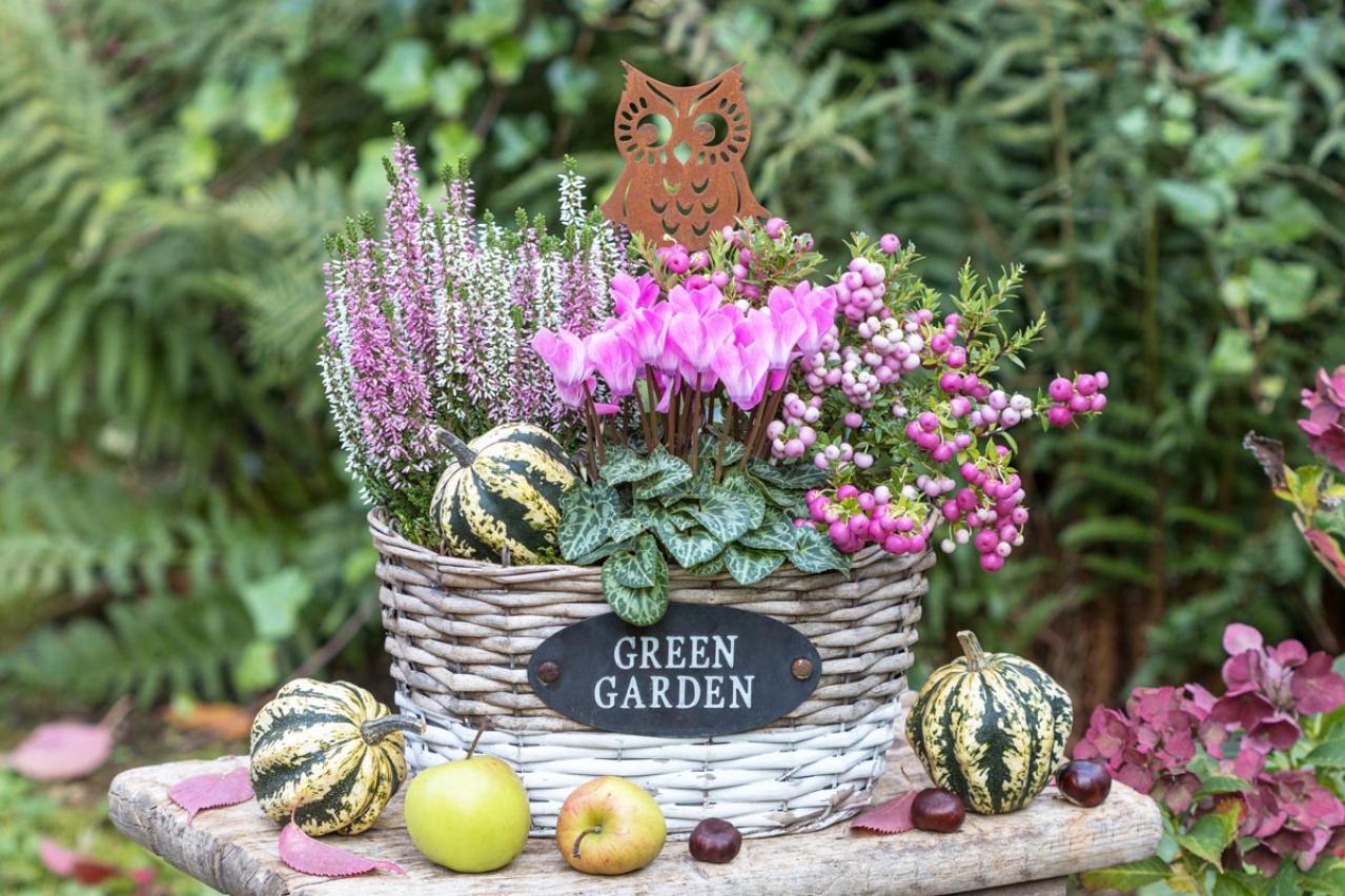 寒さに強い草花［5選］で作る冬の寄せ植え！初心者でも簡単、見栄えの秘訣とは【ガーデニング】（画像4）