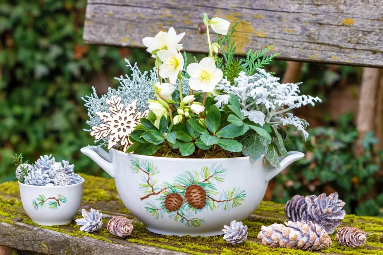 大人可愛い冬のスクエアガーデン 寄せ植え 寒さに強い草花［5選］で作る冬の寄せ植え！初心者でも簡単、見栄えの