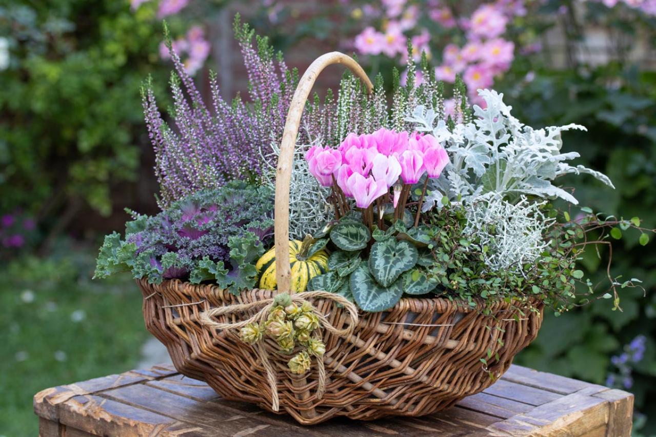 寒さに強い草花［5選］で作る冬の寄せ植え！初心者でも簡単、見栄えの秘訣とは【ガーデニング】（画像14）