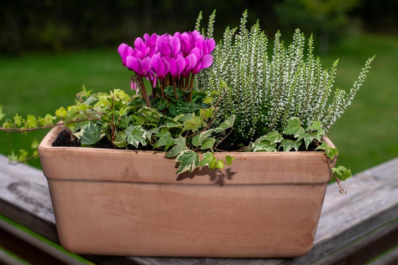 寒さに強い草花［5選］で作る冬の寄せ植え！初心者でも簡単、見栄えの秘訣とは【ガーデニング】（画像16）