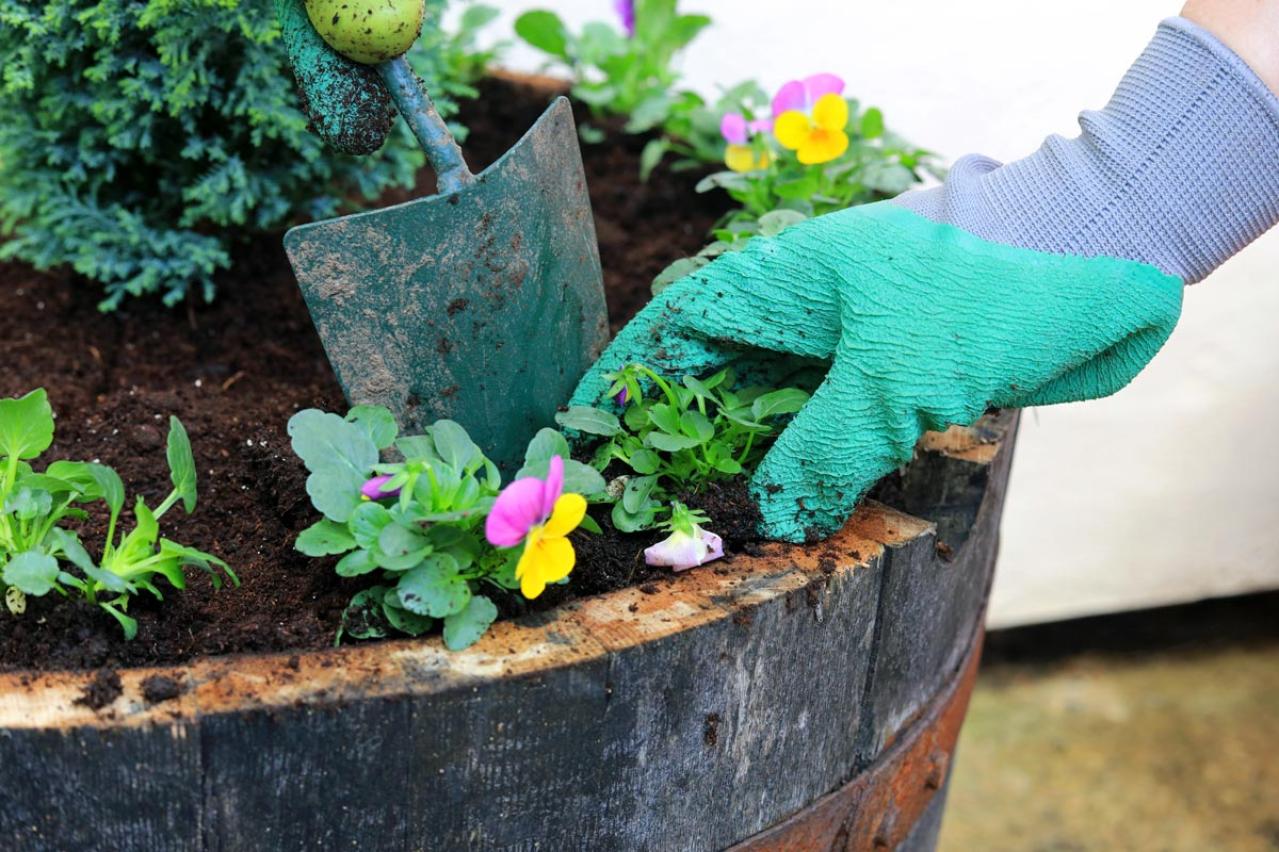 寒さに強い草花［5選］で作る冬の寄せ植え！初心者でも簡単、見栄えの秘訣とは【ガーデニング】（画像9）