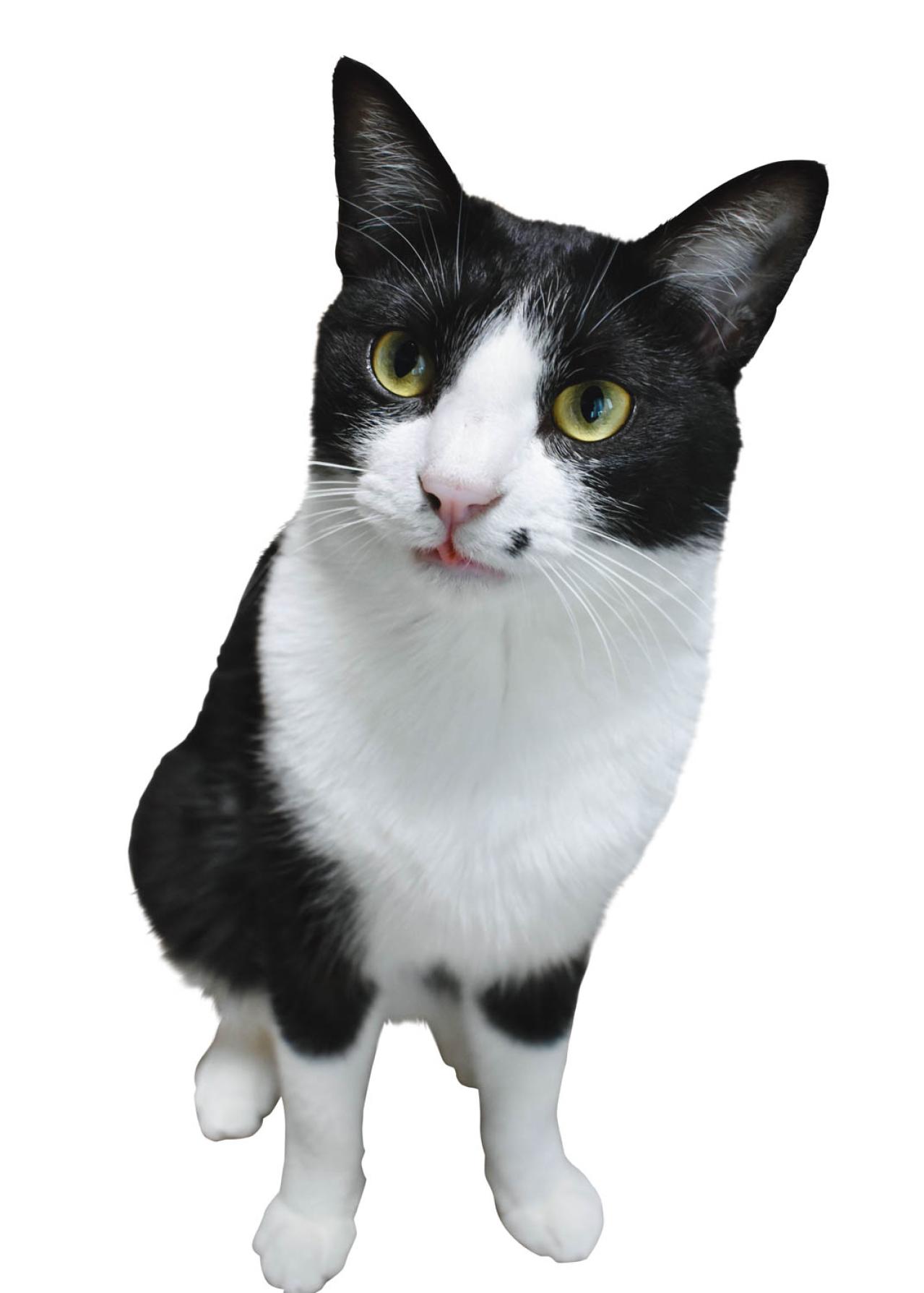 SNSで大人気！ネコ好き必見の「てらねこ」とは？那須の長楽寺8匹の日常の動画が話題（画像7）