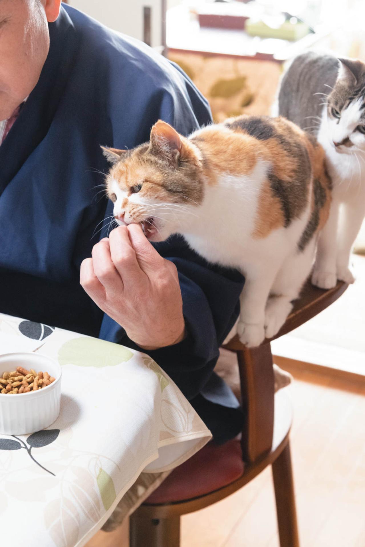 SNSで大人気！ネコ好き必見の「てらねこ」とは？那須の長楽寺8匹の日常の動画が話題（画像14）