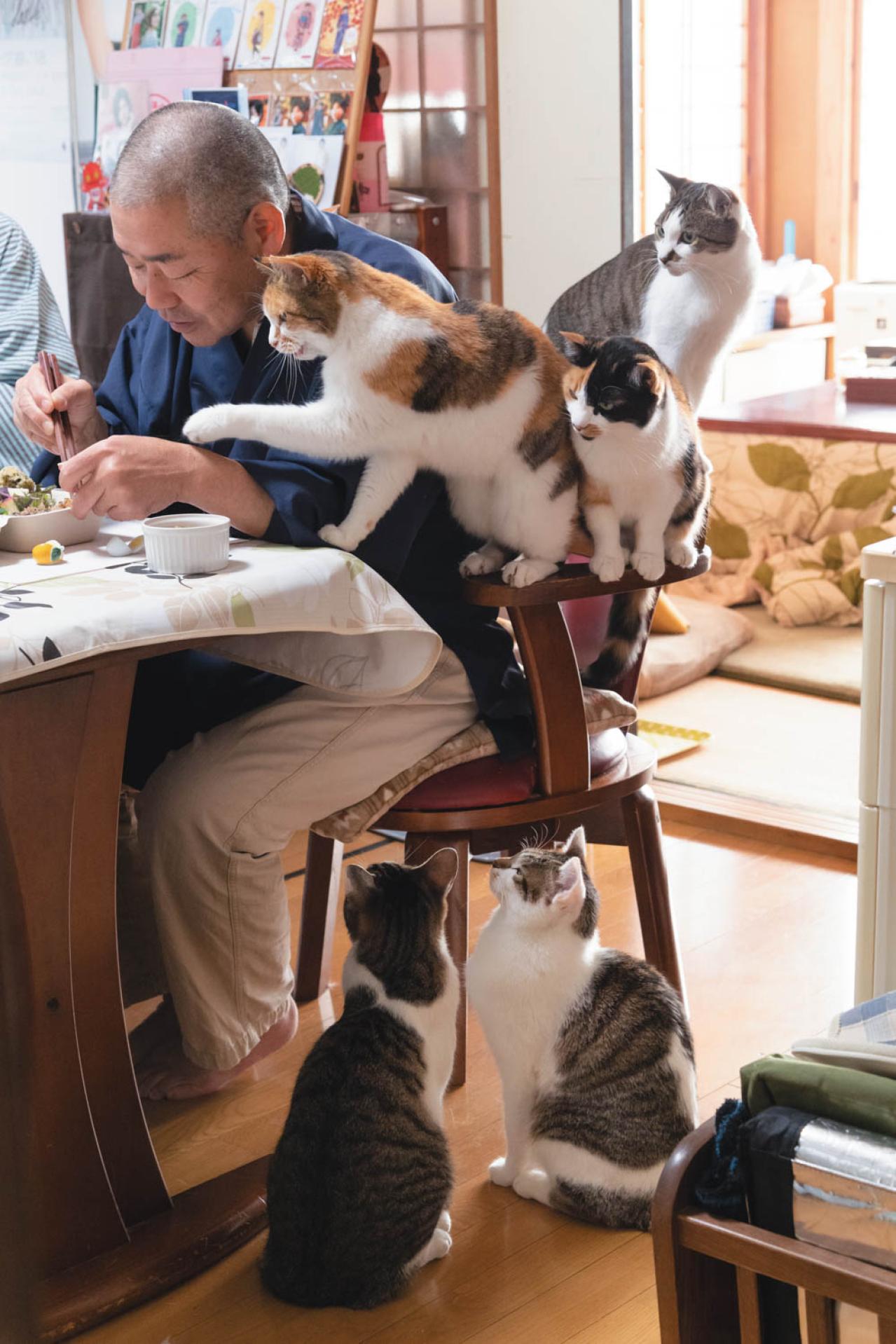 SNSで大人気！ネコ好き必見の「てらねこ」とは？那須の長楽寺8匹の日常の動画が話題（画像2）