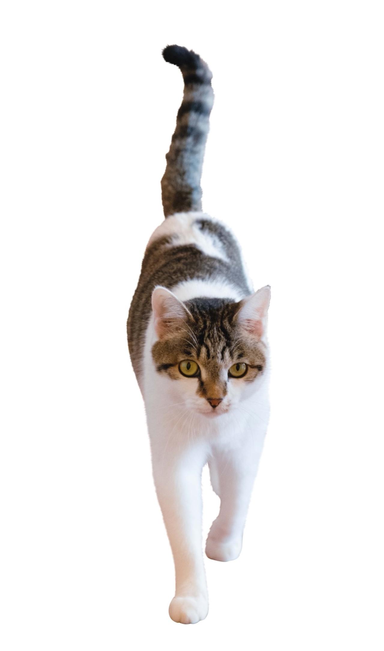 SNSで大人気！ネコ好き必見の「てらねこ」とは？那須の長楽寺8匹の日常の動画が話題（画像4）