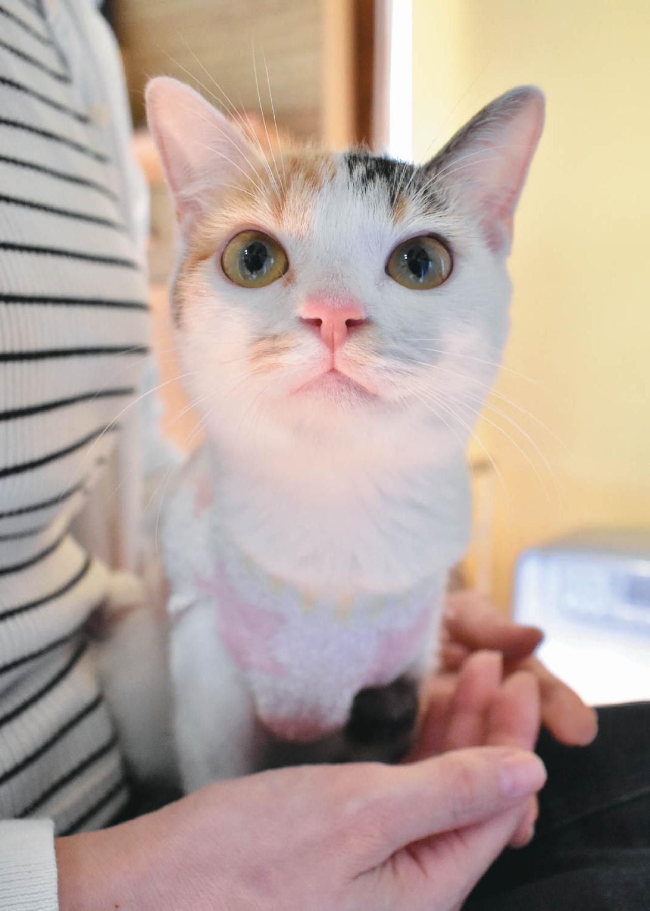 SNSで大人気！ネコ好き必見の「てらねこ」とは？那須の長楽寺8匹の日常の動画が話題（画像9）