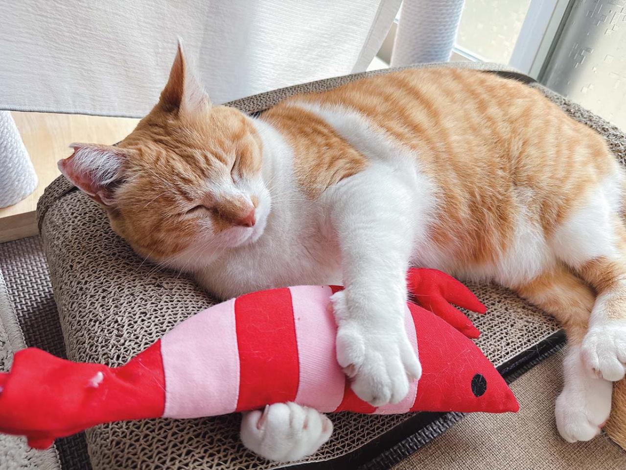  ほっこり癒やされる！【元野良猫チャチャ】の「武将スタイル」お散歩姿とおうちでの甘えん坊な素顔（画像6）