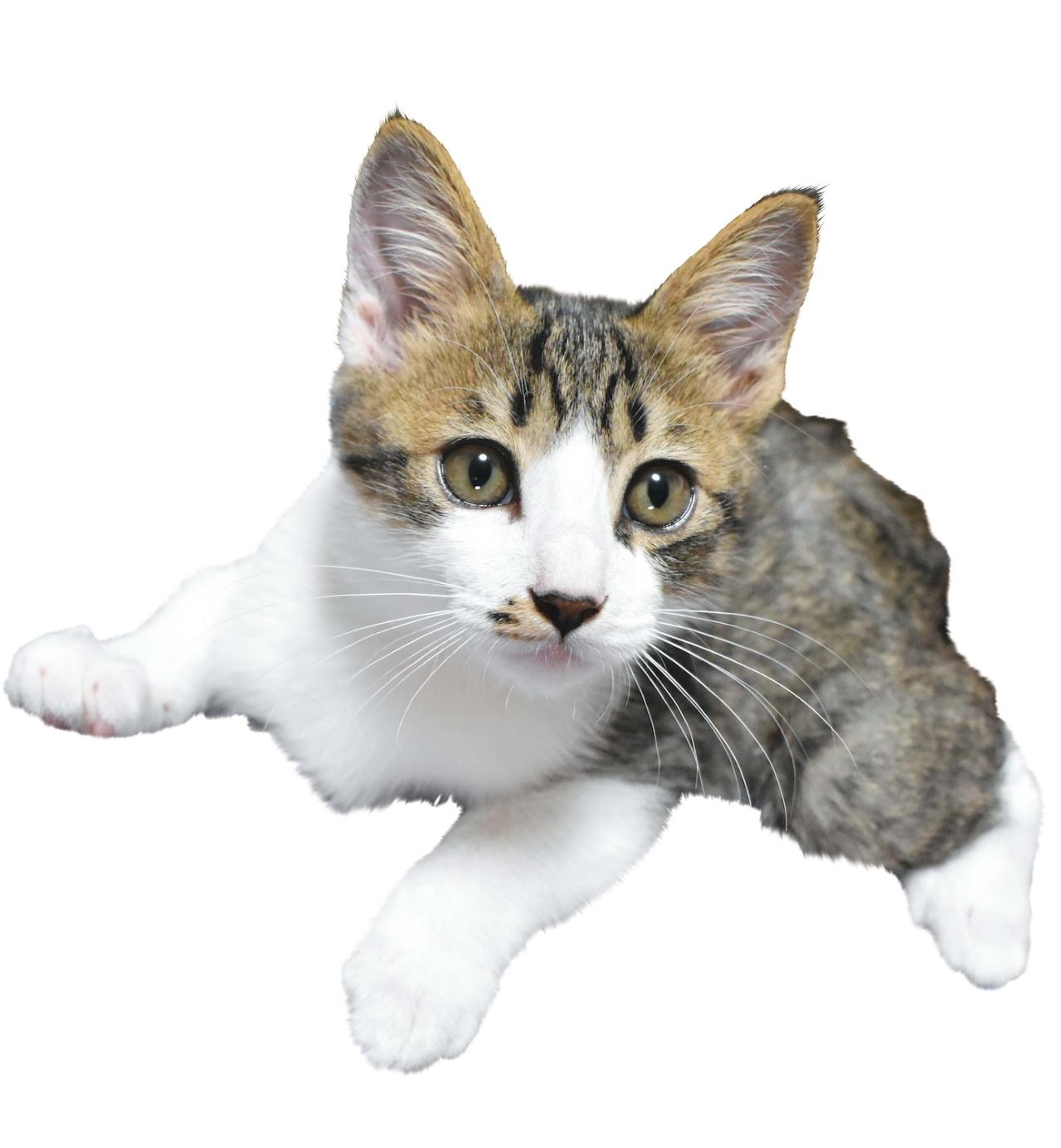 SNSで大人気！ネコ好き必見の「てらねこ」とは？那須の長楽寺8匹の日常の動画が話題（画像10）