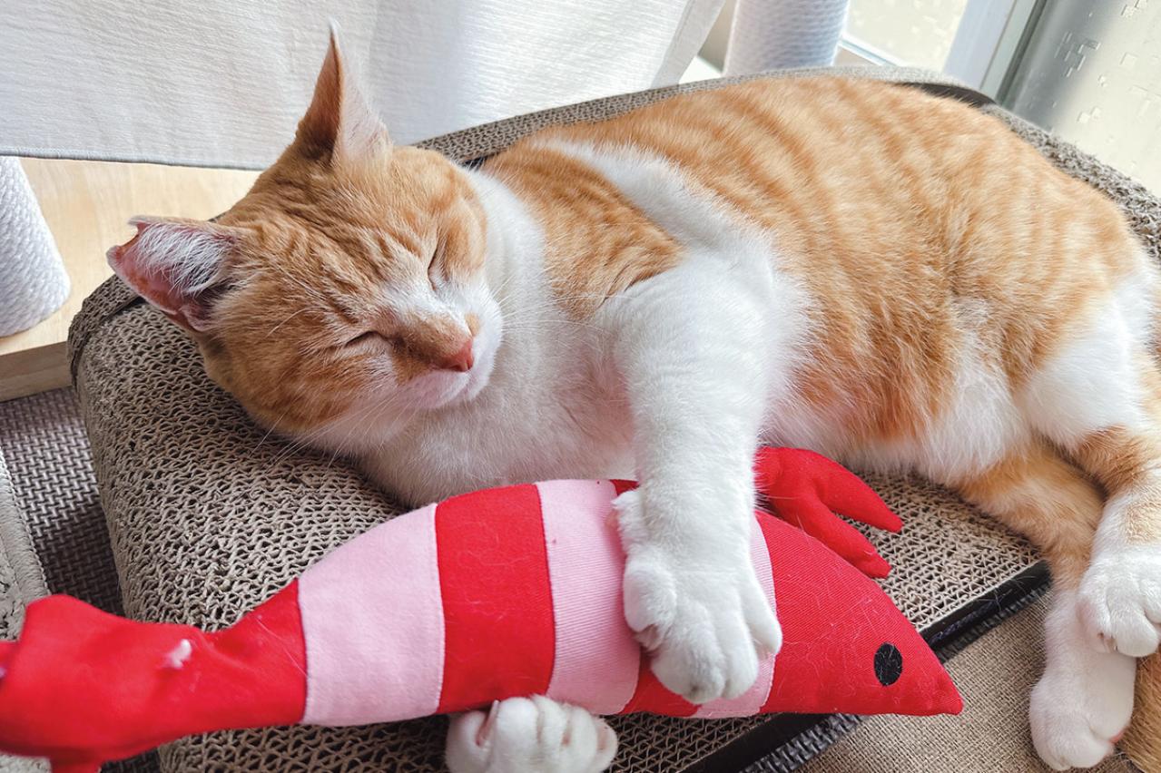  ほっこり癒やされる！【元野良猫チャチャ】の「武将スタイル」お散歩姿とおうちでの甘えん坊な素顔