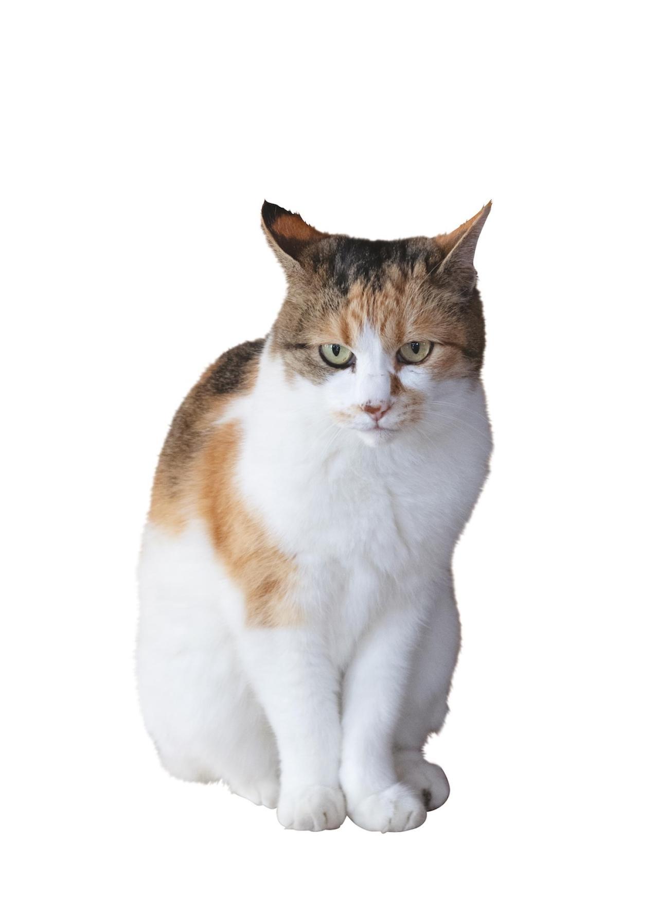 SNSで大人気！ネコ好き必見の「てらねこ」とは？那須の長楽寺8匹の日常の動画が話題（画像3）