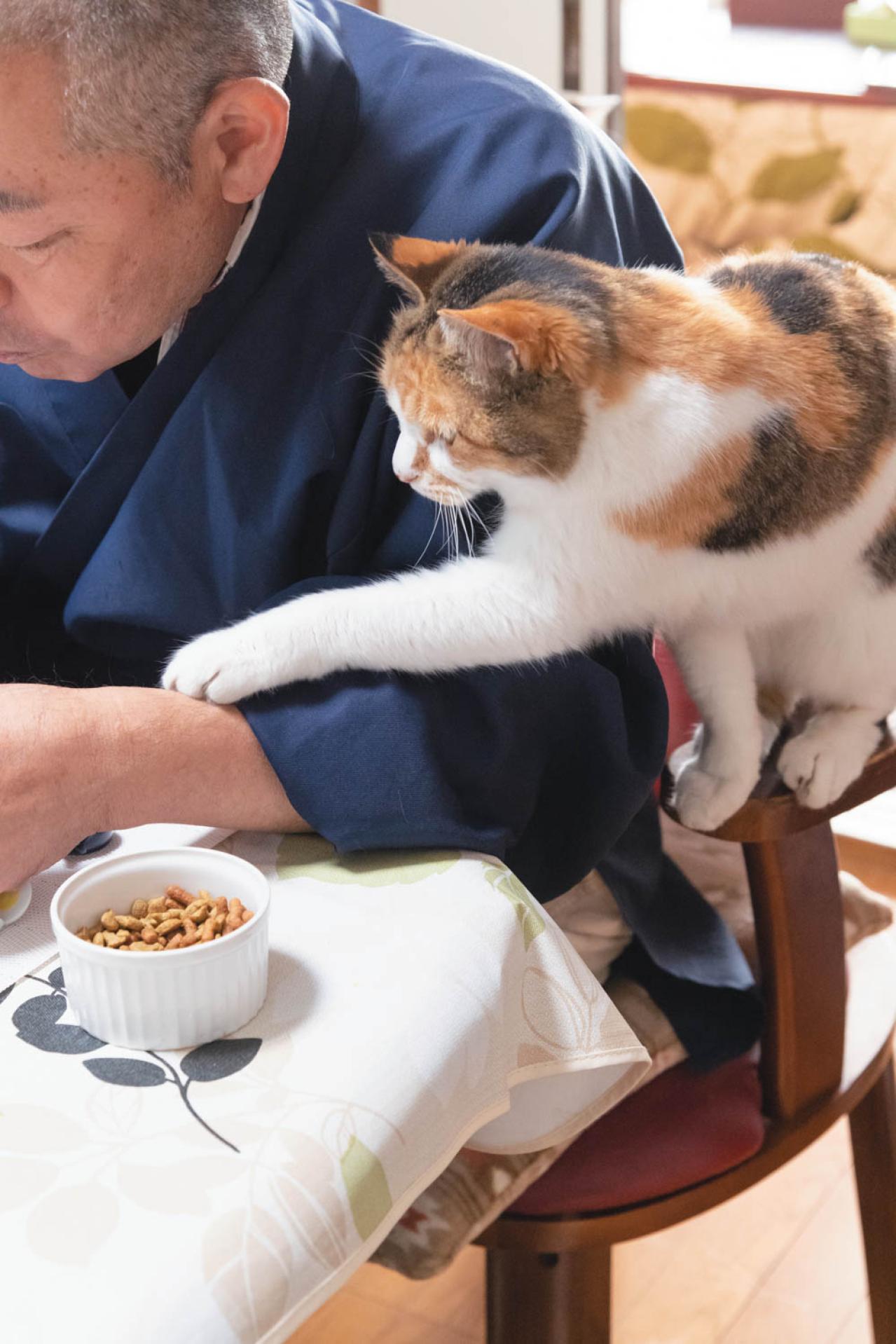 SNSで大人気！ネコ好き必見の「てらねこ」とは？那須の長楽寺8匹の日常の動画が話題（画像13）