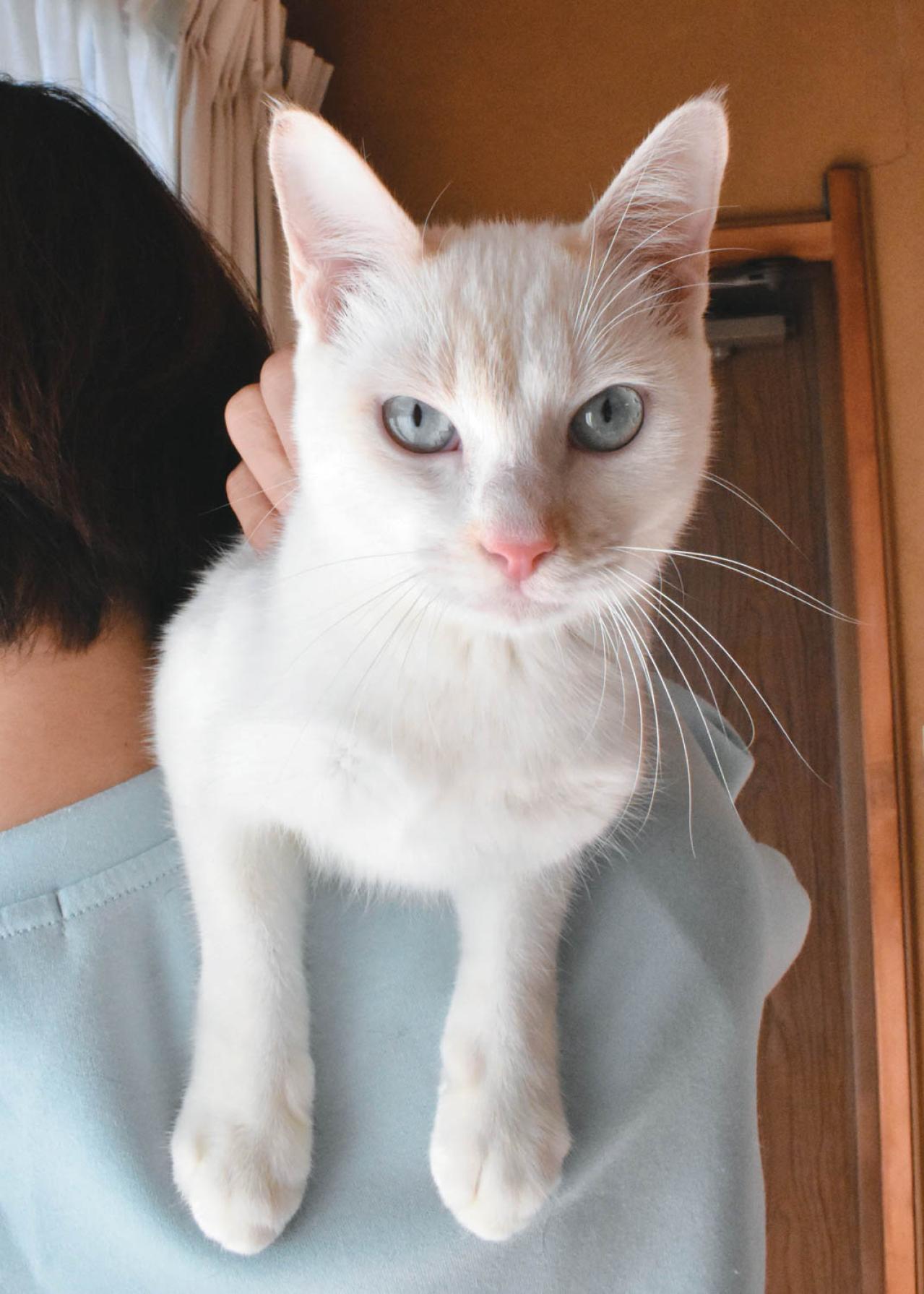 SNSで大人気！ネコ好き必見の「てらねこ」とは？那須の長楽寺8匹の日常の動画が話題（画像8）