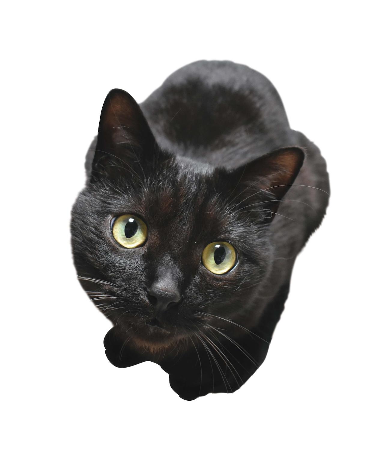 SNSで大人気！ネコ好き必見の「てらねこ」とは？那須の長楽寺8匹の日常の動画が話題（画像6）