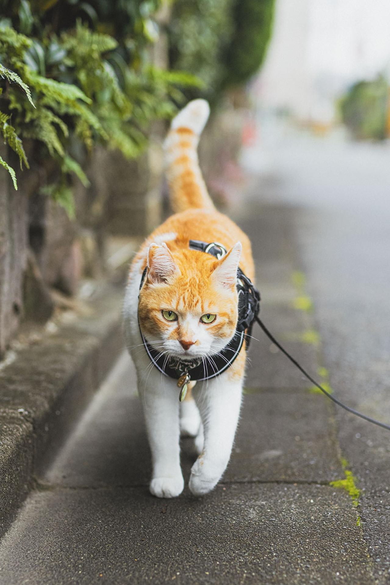  ほっこり癒やされる！【元野良猫チャチャ】の「武将スタイル」お散歩姿とおうちでの甘えん坊な素顔（画像2）