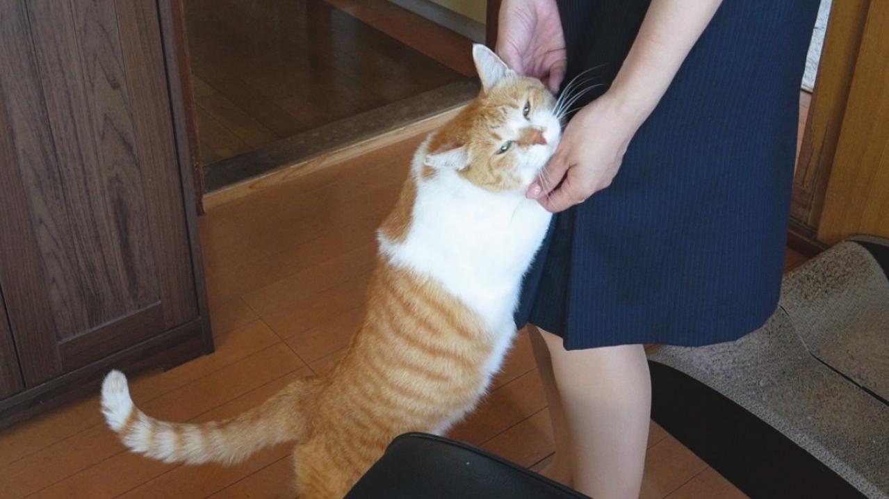  ほっこり癒やされる！【元野良猫チャチャ】の「武将スタイル」お散歩姿とおうちでの甘えん坊な素顔（画像7）