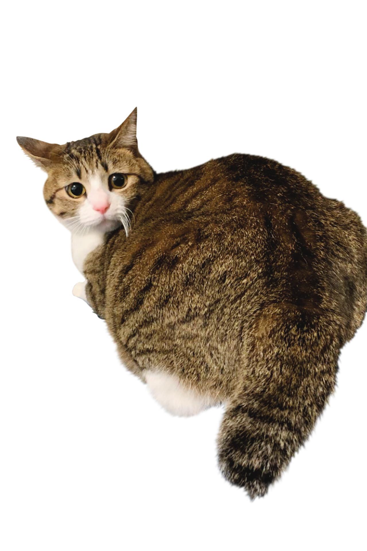 【心温まる猫ライフ】「すずめ＆うなぎ」のキジ白兄弟が見せる癒やしの日常とは？（画像5）