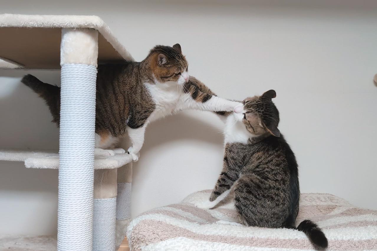 【心温まる猫ライフ】「すずめ＆うなぎ」のキジ白兄弟が見せる癒やしの日常とは？（画像2）