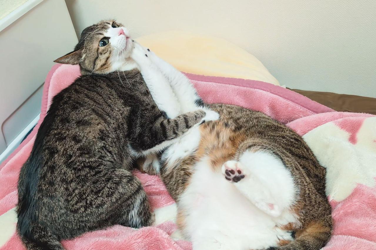 【心温まる猫ライフ】「すずめ＆うなぎ」のキジ白兄弟が見せる癒やしの日常とは？（画像7）