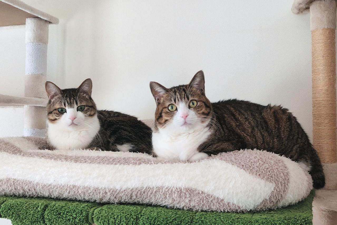 【心温まる猫ライフ】「すずめ＆うなぎ」のキジ白兄弟が見せる癒やしの日常とは？（画像8）
