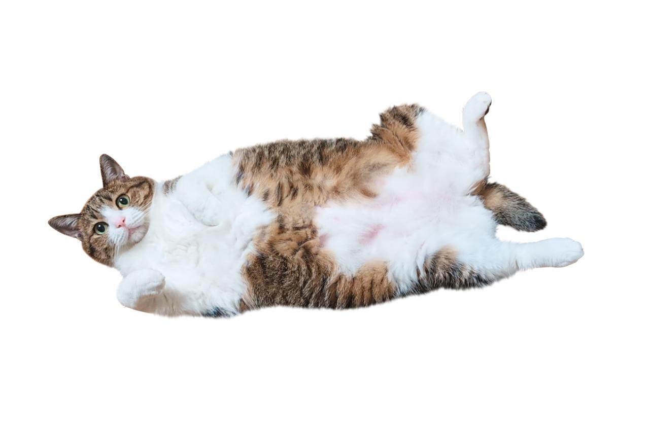 【心温まる猫ライフ】「すずめ＆うなぎ」のキジ白兄弟が見せる癒やしの日常とは？（画像6）