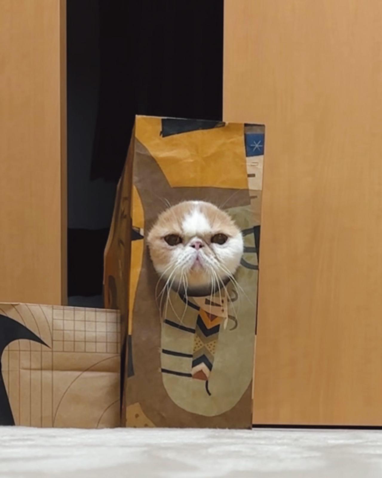 SNSで人気沸騰！紙袋を着るクセ強め猫「じんぱち」がかわいすぎる（画像7）