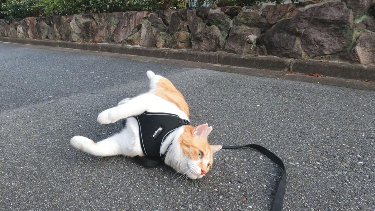  ほっこり癒やされる！【元野良猫チャチャ】の「武将スタイル」お散歩姿とおうちでの甘えん坊な素顔（画像4）