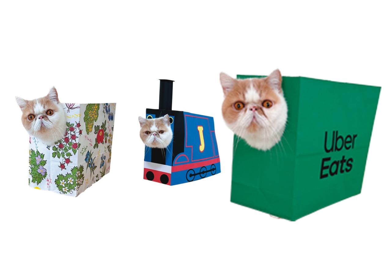 SNSで人気沸騰！紙袋を着るクセ強め猫「じんぱち」がかわいすぎる