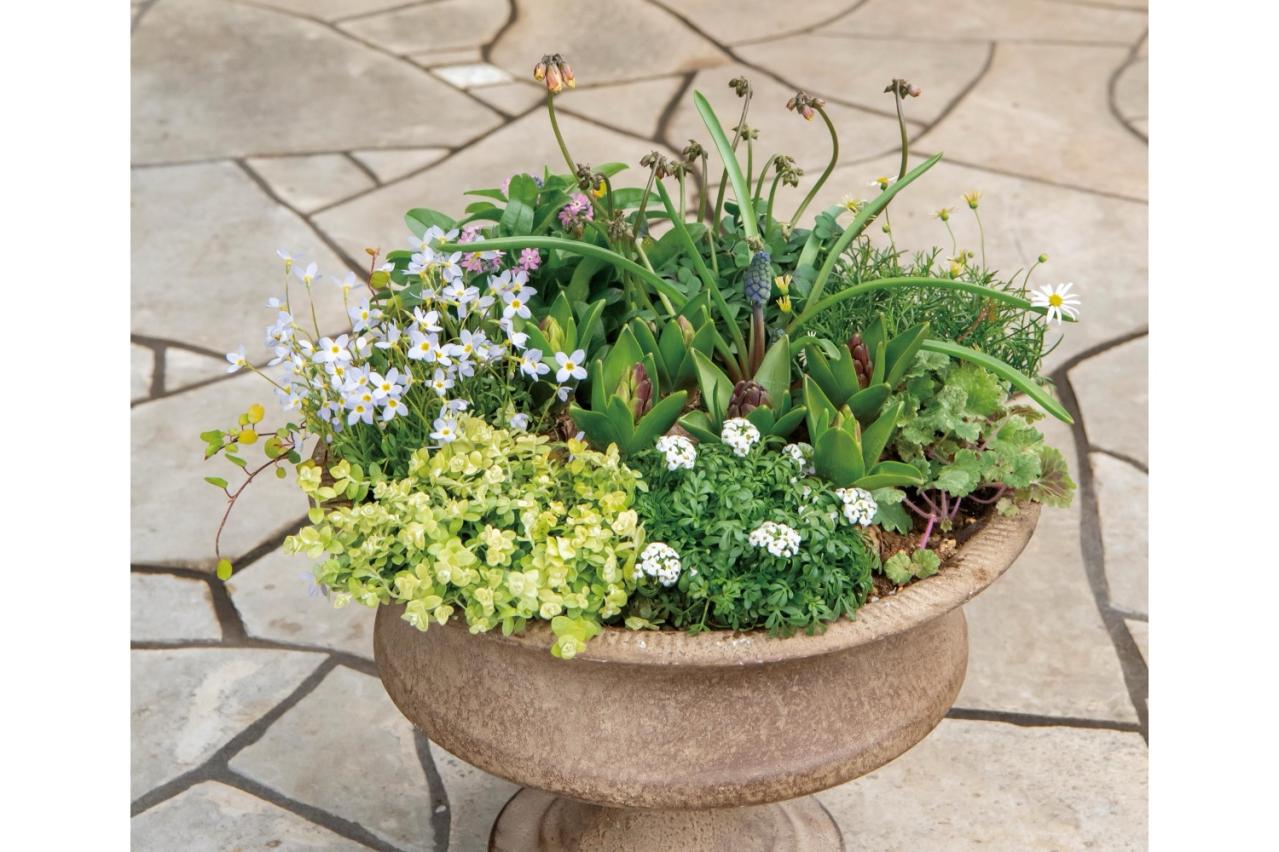 芽出し苗を使えば簡単！長く楽しめる【ヒヤシンス寄せ植え】の作り方