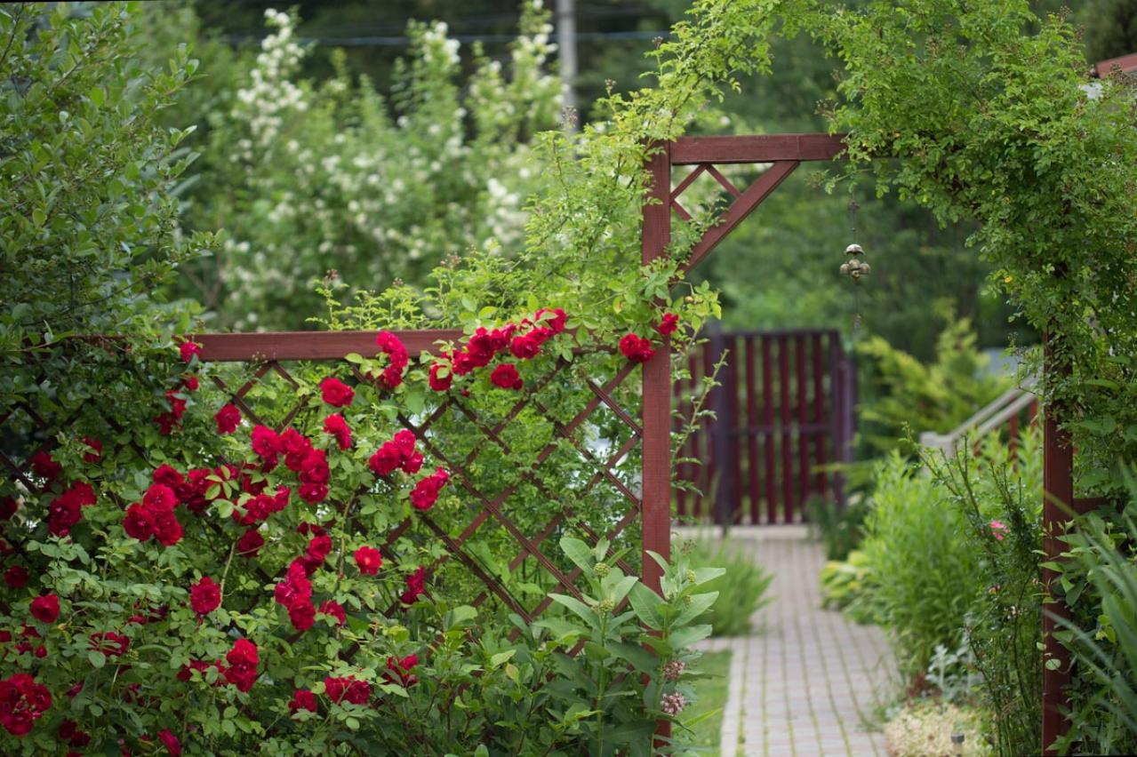 今植えれば5月に主役級！【長尺苗のつるバラ】を咲かせる植え付けポイント（画像2）