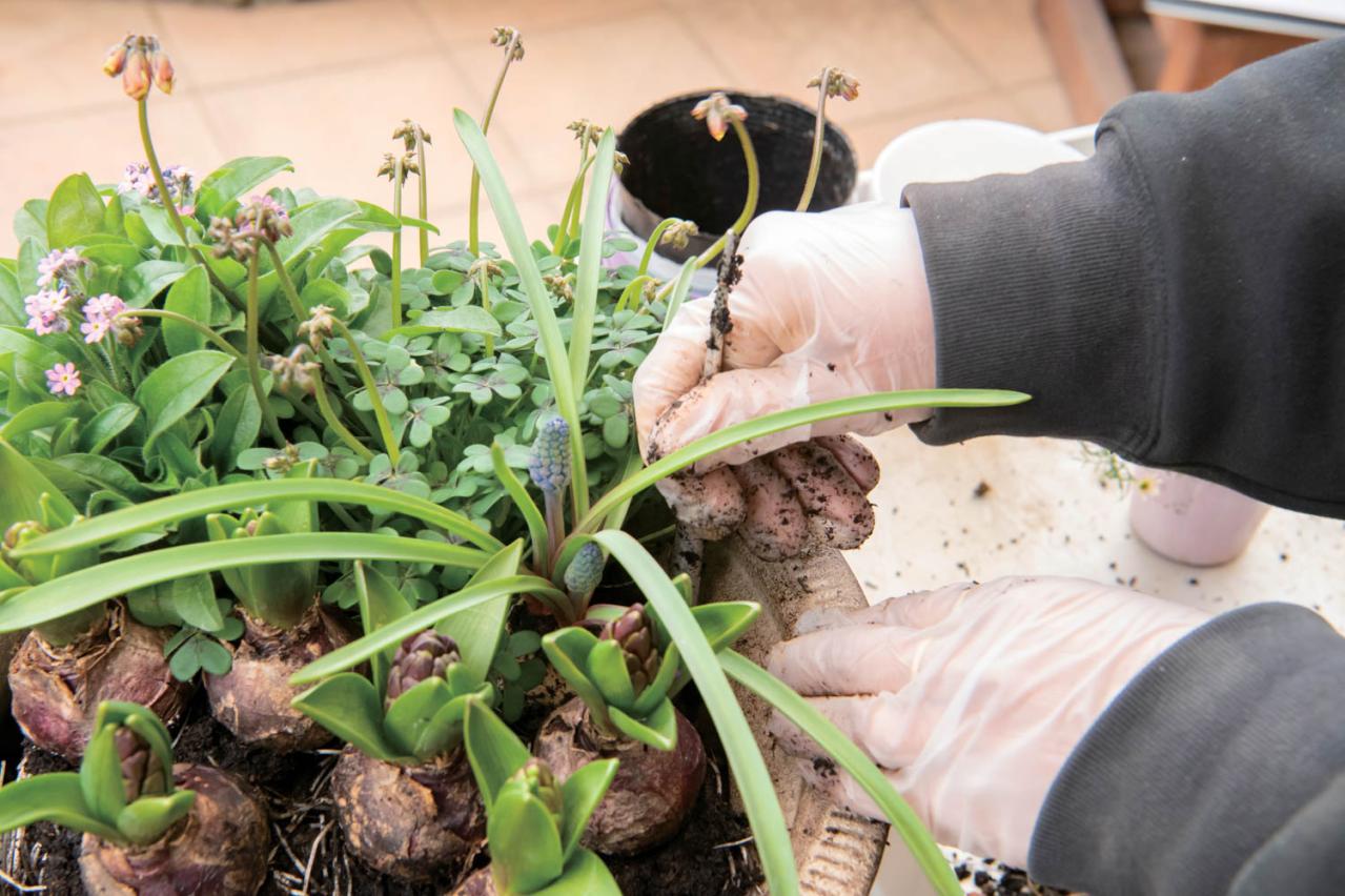 芽出し苗を使えば簡単！長く楽しめる【ヒヤシンス寄せ植え】の作り方（画像21）
